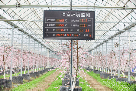 花朵树标志农业大棚养育樱花背景