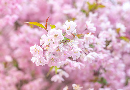 淡粉色大气北京玉渊潭春天浪漫的樱花背景