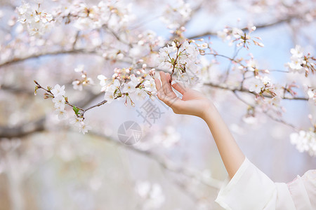 春季女性手捧樱花特写背景