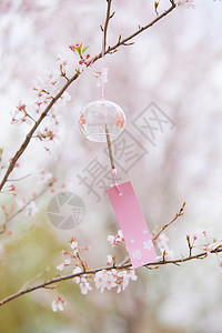 春风月份樱花树上悬挂风铃背景