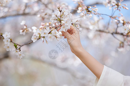 春季女性手捧樱花特写背景图片