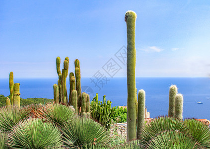 小清新夏日海滩尼斯海岸仙人掌背景