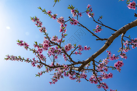 春天到了桃花梨花盛开背景图片