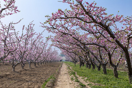 春天到了桃花梨花盛开背景图片