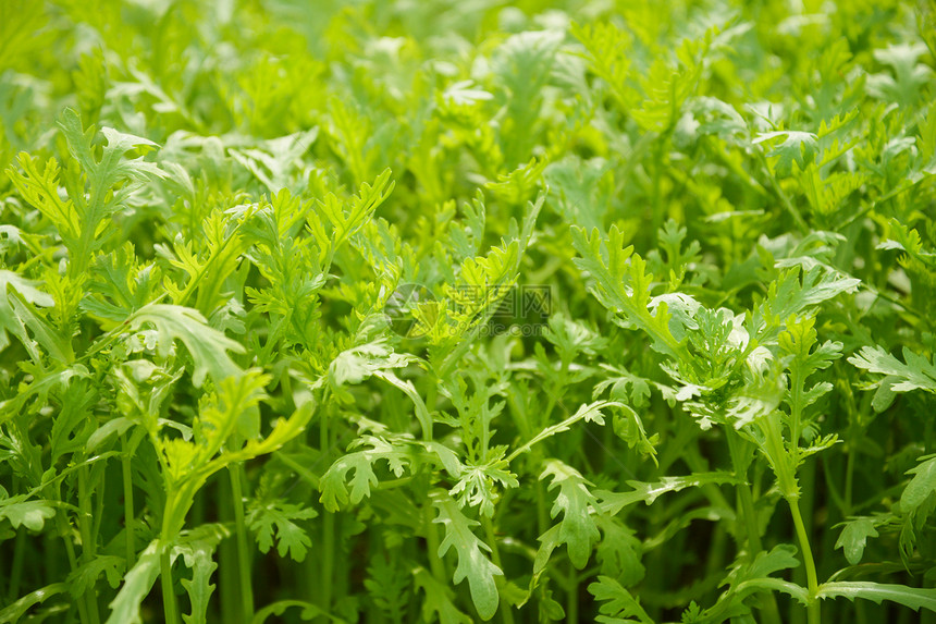 农田里的茼蒿菜图片