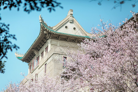 樱花城堡武汉大学樱花背景