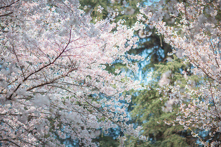 城堡顶武汉大学樱花背景