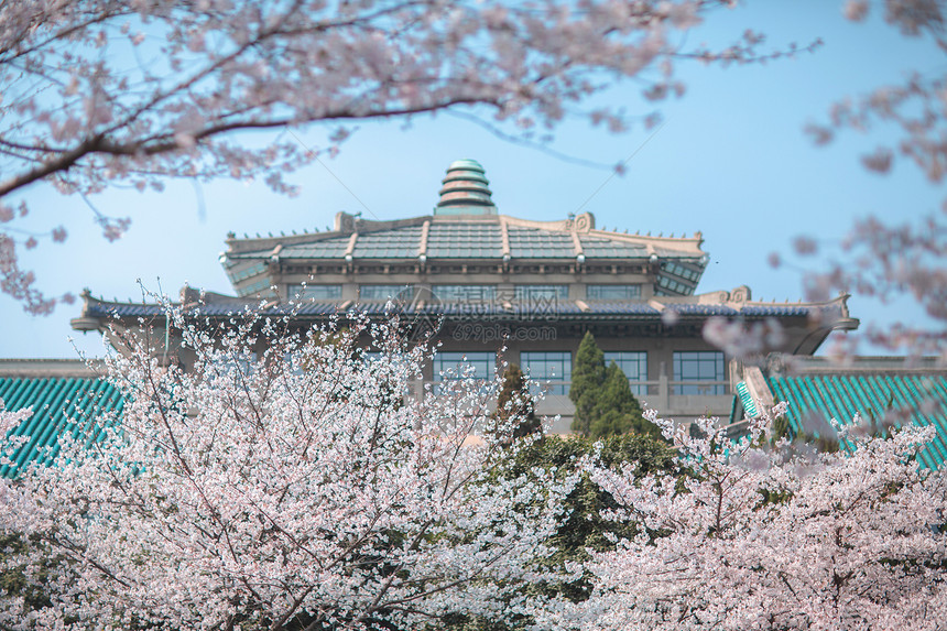 武汉大学樱花图片