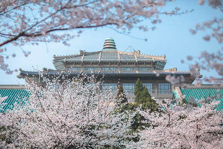 城堡顶武汉大学樱花背景