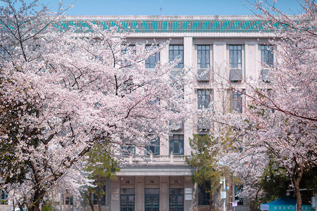 樱花武汉大学武汉大学樱花背景