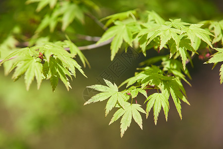 春季枫叶背景图片