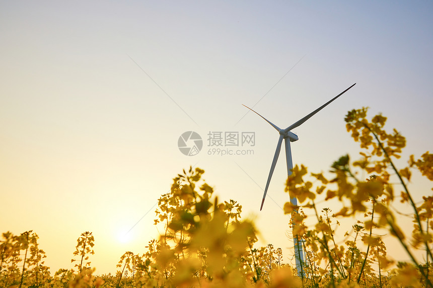 夕阳下在花田里的风力发电机图片
