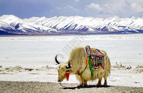 冰封湖泊冬天西藏念青唐古拉山下的牦牛背景