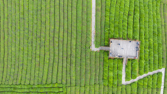 春季自然风光茶园航拍图片