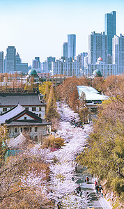 江苏南京春天鸡鸣寺樱花赏花高清图片素材