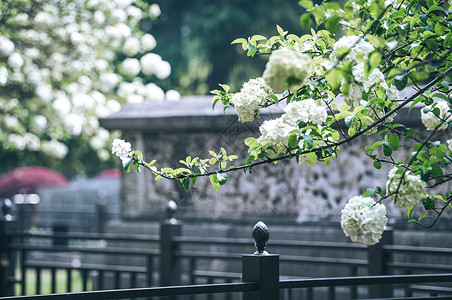 门古代江苏南京午朝门绣球花背景