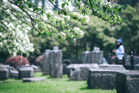 江苏南京午朝门绣球花背景