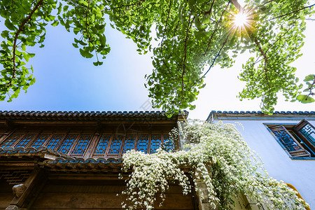 江苏南京老门东传统建筑与木香花高清图片