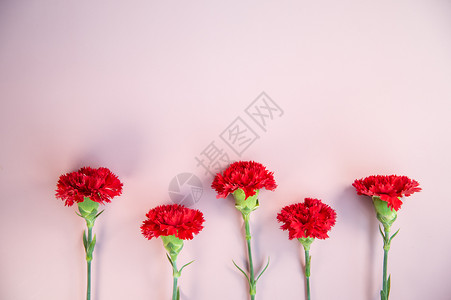 红色康乃馨摆拍背景图片
