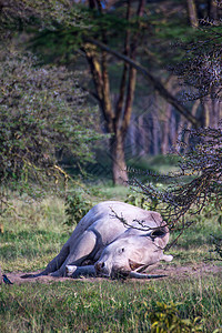 非洲塞伦盖提草原野生白犀牛图片