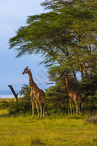 非洲塞伦盖提草原野生长颈鹿图片
