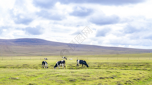 内蒙古草原风光内蒙古草原牧场牛群背景