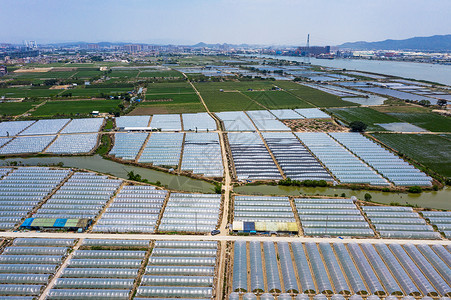 新农村稻田图片