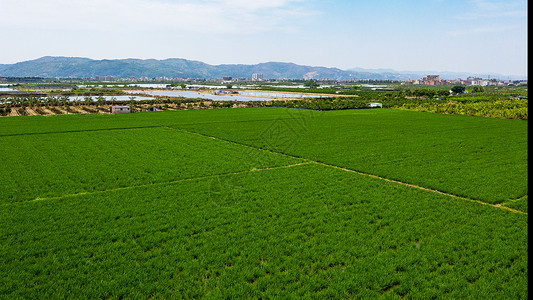 新农村稻田图片