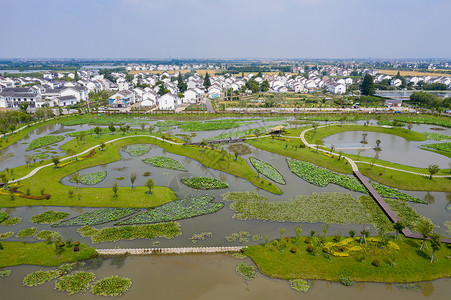 荷花池田园风光图片