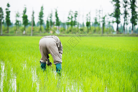 小满大米在水稻田耕种的农民背景