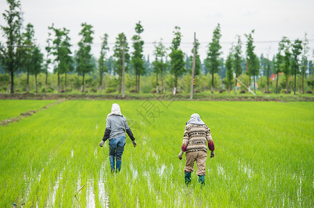 在水稻田耕种的农民图片