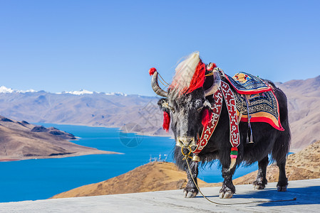至尊牦牛西藏牦牛背景