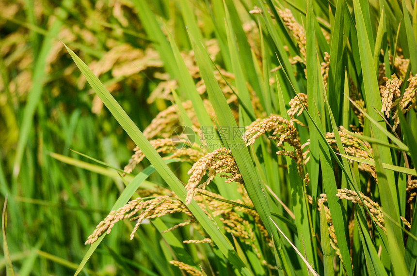 金黄色的水稻图片