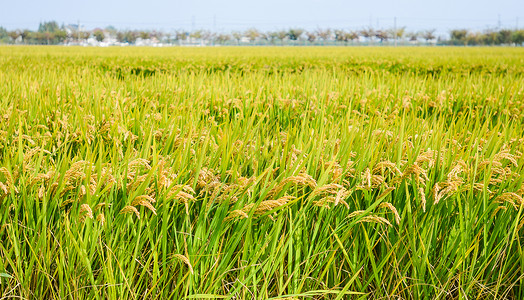 小满大米金黄色的水稻背景