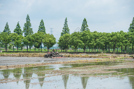 生态水稻田图片