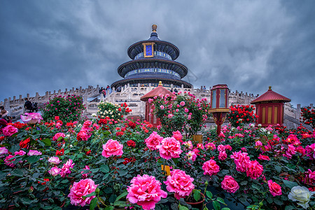 北京天坛祈年殿牡丹花图片