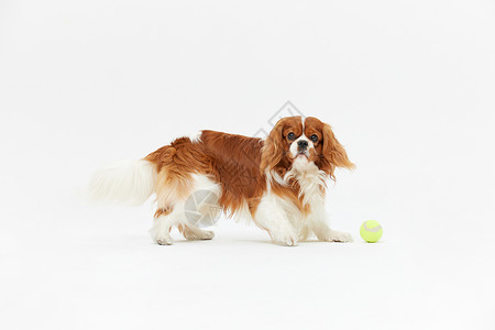 柯利犬玩球的查理王犬背景