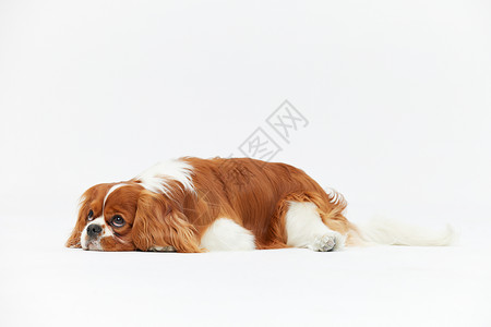 查理王犬趴在地上思考的宠物狗背景
