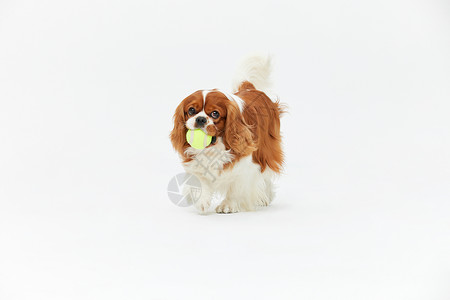 叼着球玩耍的查理王犬高清图片