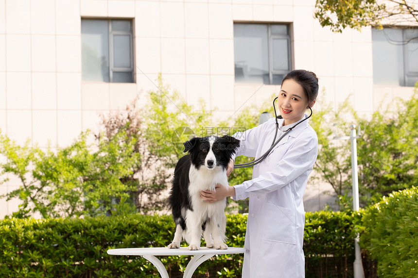 女性宠物医生给牧羊犬做检查图片