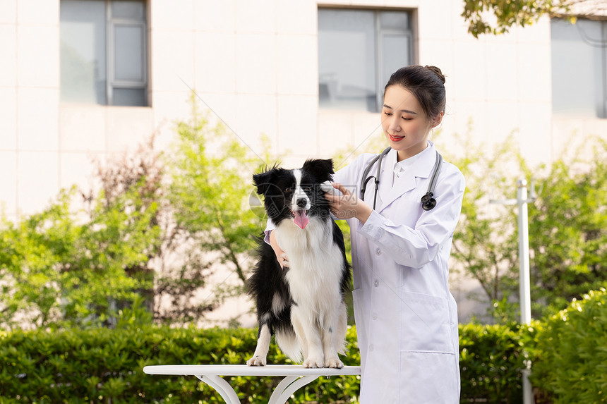 女性宠物医生给牧羊犬做检查图片