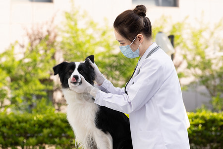 戴口罩的女性宠物医生给牧羊犬体检耳朵图片