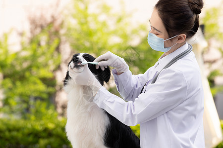 宠物口罩戴口罩的女性宠物医生给牧羊犬刷牙背景
