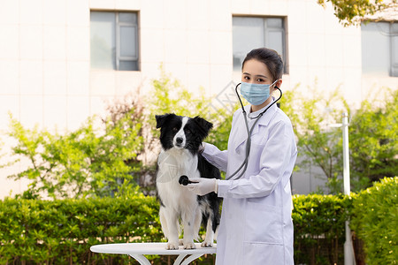 戴口罩的女性宠物医生给牧羊犬做体检图片