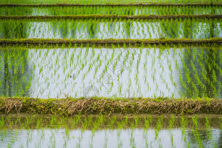 芒种水稻田图片