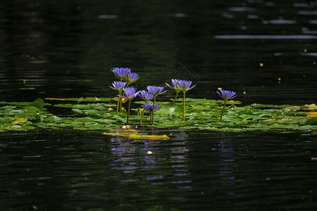 漂浮紫色花瓣睡莲花背景