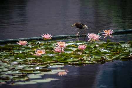 池鹭欣赏睡莲花高清图片