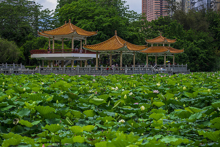 新德里莲花寺深圳洪湖公园背景