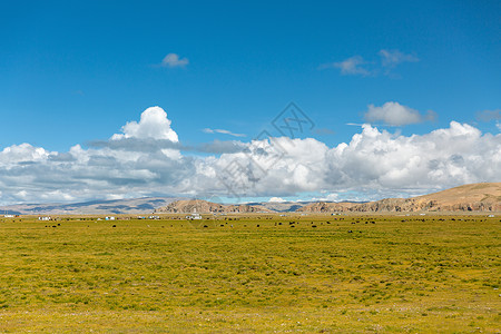 西藏纳木措牧场背景图片