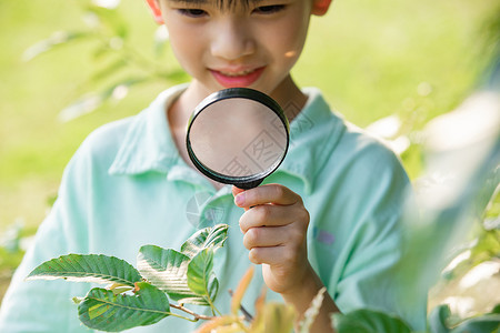 用放大镜观察树叶的小男孩背景图片